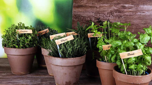 Anticipating Spring: Regrow Your Own Herb Garden in August