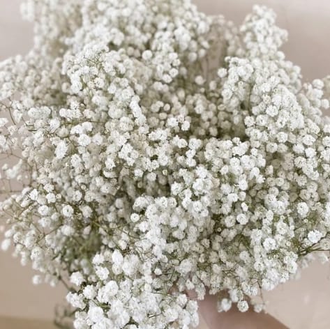 BABY'S BREATH