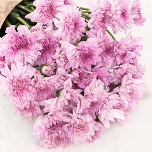 CHRYSANTHEMUMS