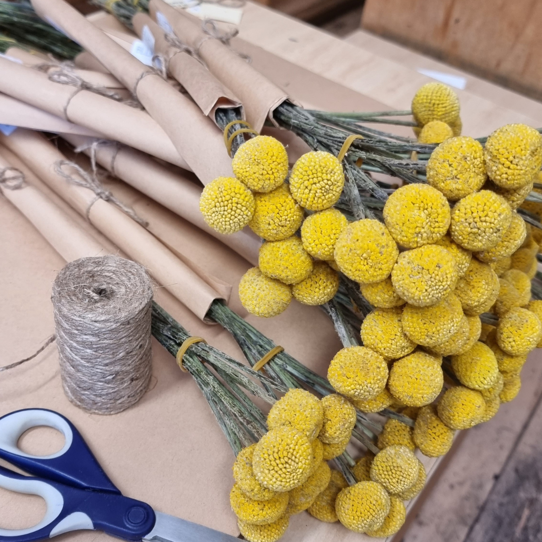 BILLY BUTTONS