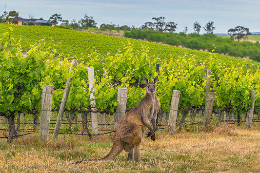 Italian Grape Varieties in Australia